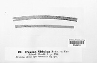 Lasiobelonium nidulum image